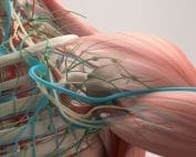 wat is anatomie van het lichaam
