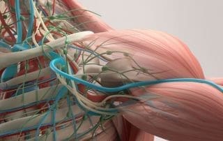 wat is anatomie van het lichaam