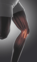 wat is anatomie van het lichaam anatomische snuifdoos spieren