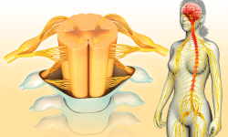 wat is anatomie van het lichaam zenuwen